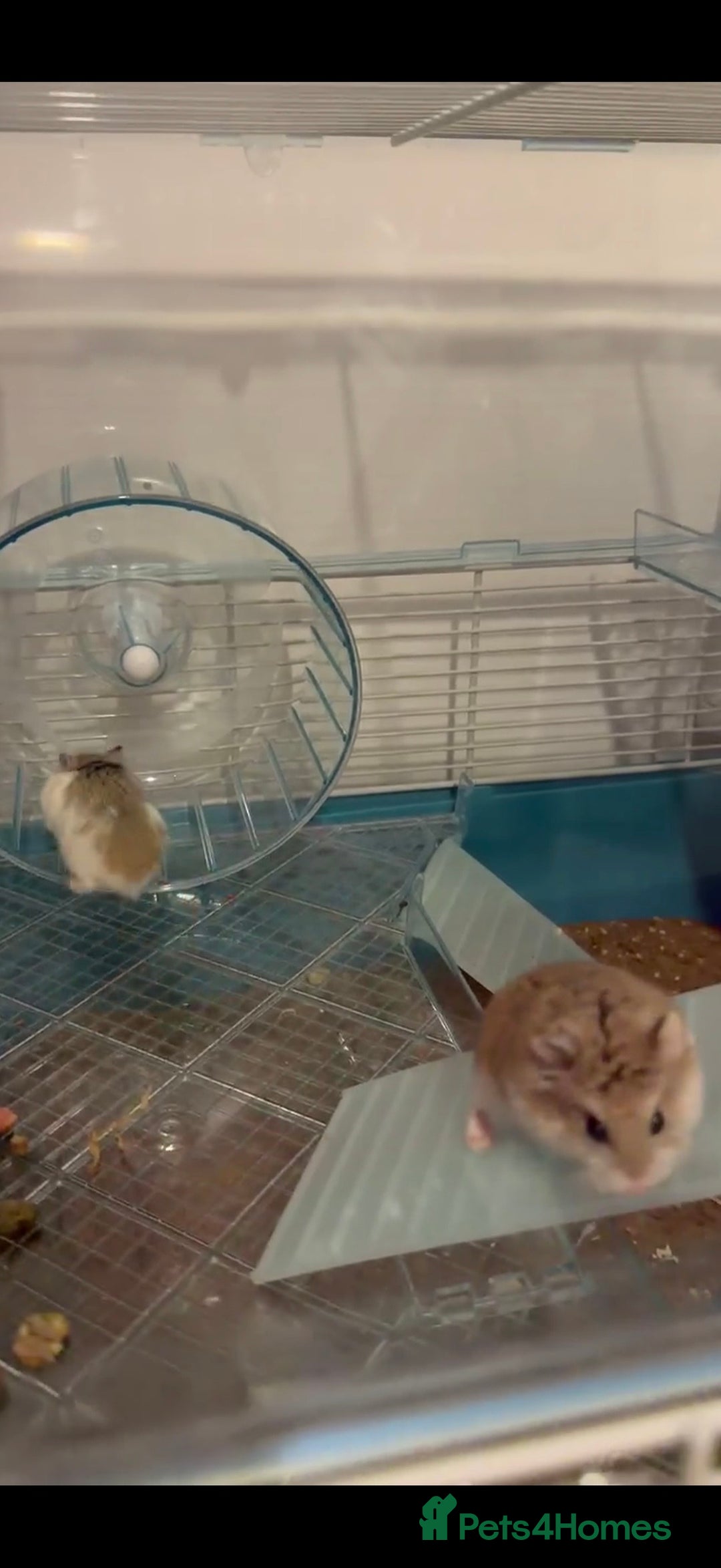 Hamster rodents for sale: Two Robovski Hamsters With Cage - Advert 5
