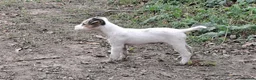 Jack Russell dogs for sale: Fully vaccinated JRT male puppy - Advert 9