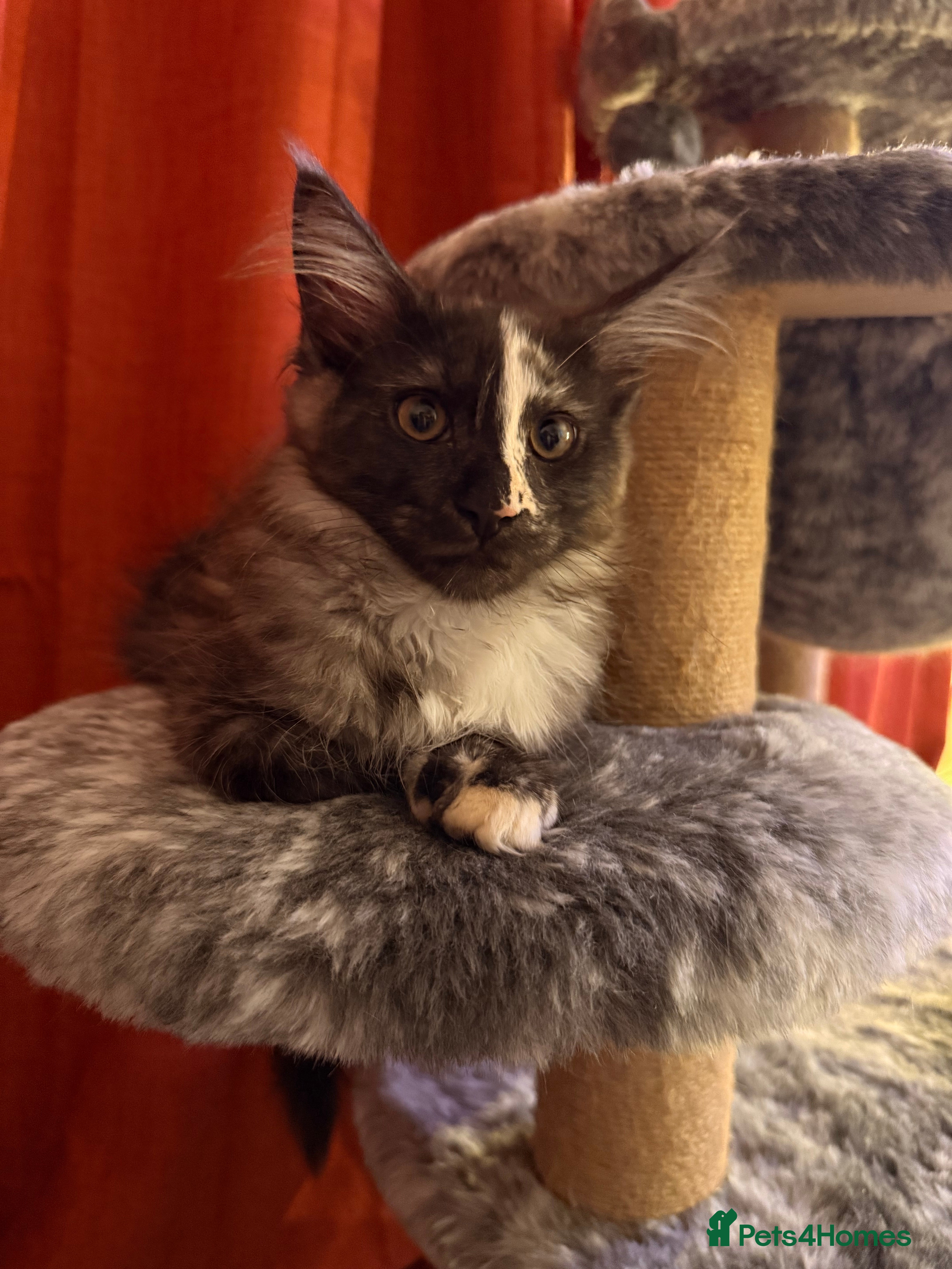 Maine Coon cats Beautiful Maine Coon Girls ready now - Advert 18