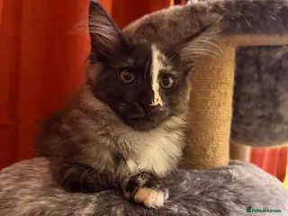 Maine Coon cats Beautiful Maine Coon Girls ready now - Advert 18