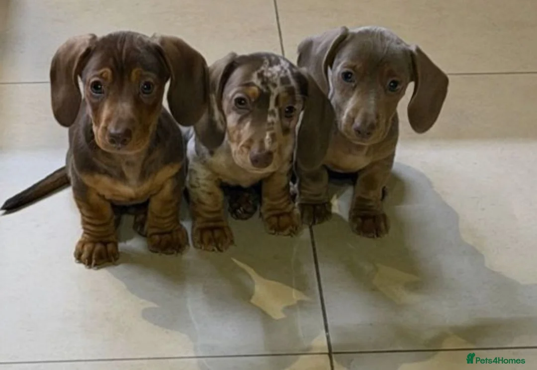 Miniature Dachshund dogs for sale: STUNNING MINIATURE DACHSHUND PUPPIES in Airdrie - Advert 1