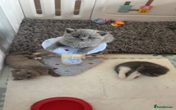 British Shorthair cats for sale: Beautiful health tested bsh kittens  - Image 3