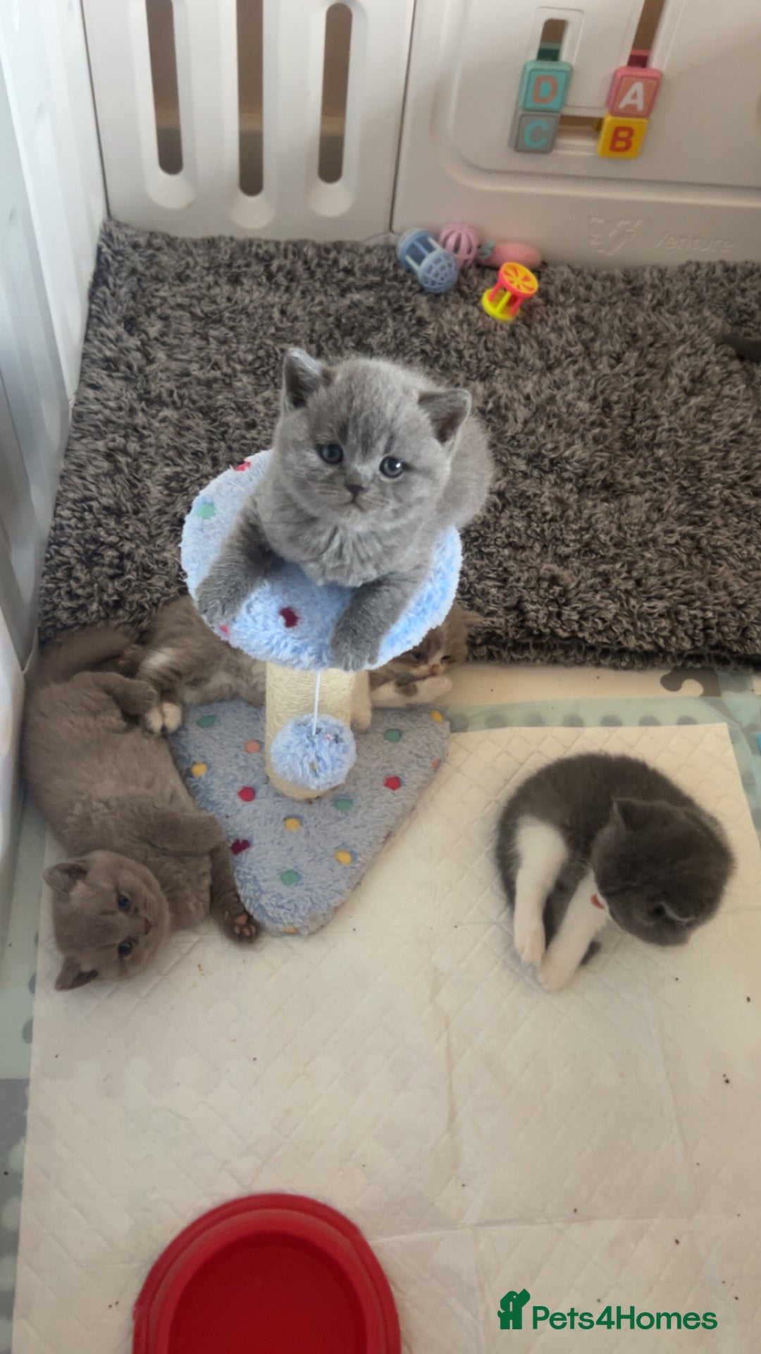 British Shorthair cats for sale: Beautiful health tested bsh kittens  - Image 3