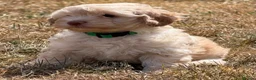 Cockapoo dogs for sale: Stunning F1B Cockapoo puppies  - Advert 5