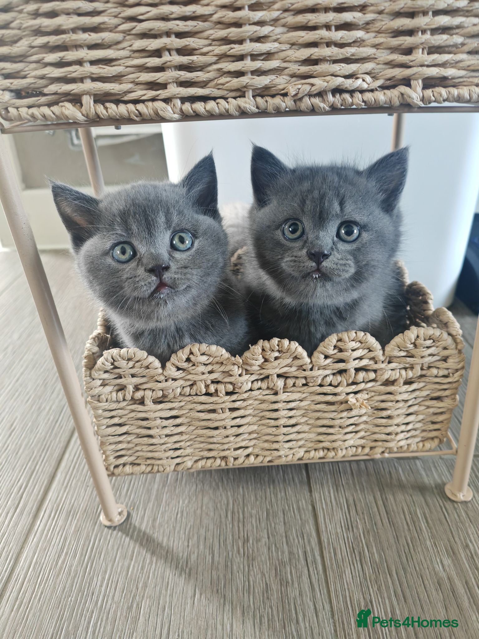 British Shorthair cats Adorable Chunky British Shorthair Kittens - Advert 4