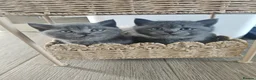 British Shorthair cats for sale: Chunky British Shorthair Kittens - Advert 13