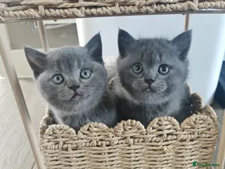 British Shorthair cats Adorable Chunky British Shorthair Kittens - Advert 4