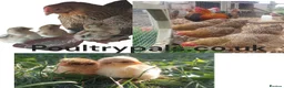 Chickens poultry for sale: chicks and chickens pure breeds - hatching eggs - Advert 13