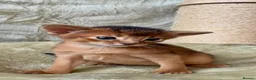 Abyssinian cats for sale: Beautiful GCCF Registered Abyssinian Kittens 💙❤️ - Advert 3
