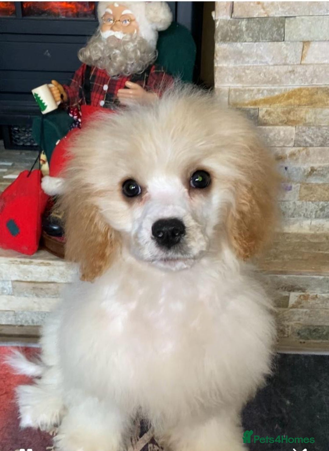 Cavapoo dogs for sale: Last 3 cavapoo girls.  ready to leave now  - Advert 1