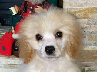 Cavapoo dogs Last 3 cavapoo girls. ready to leave now - Advert 3