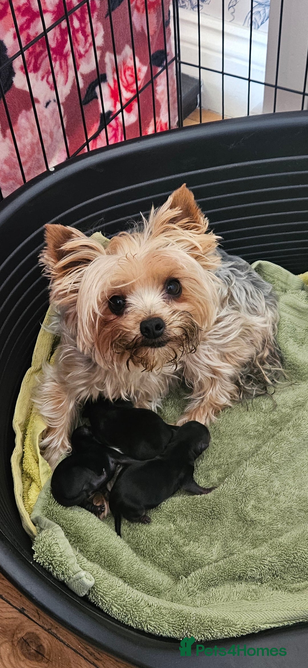 Yorkshire Terrier dogs Yorkshire Terrier Puppies Male - Advert 2