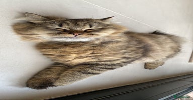 Persian cats - Advert 13