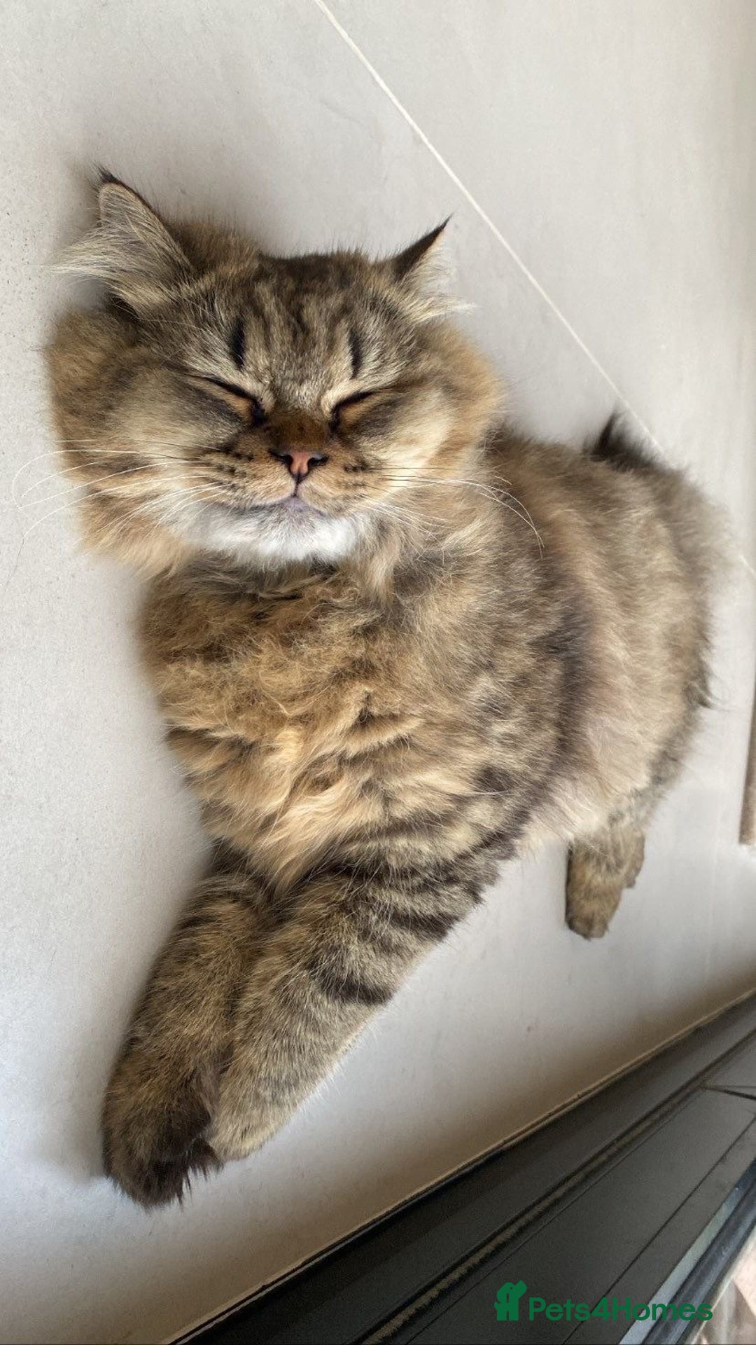 Persian cats for sale: Beautiful Male Persian Chinchilla - Image 2