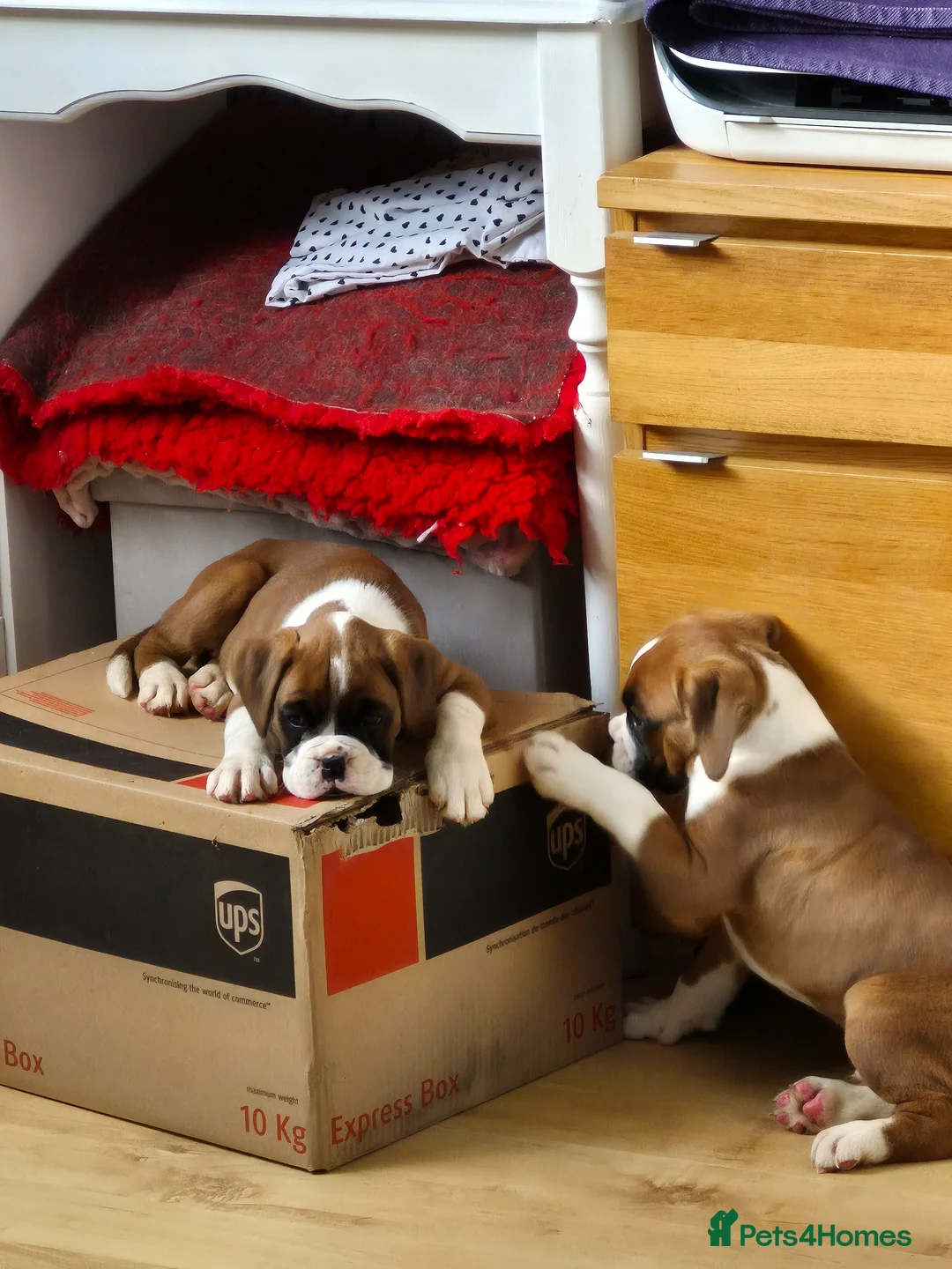 Boxer dogs for sale: Our amazing  kiki  - Advert 3