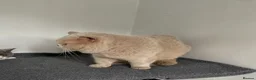 British Shorthair cats for stud: 🔥💙 FAWN GCCF TICA STUD EAST MIDLANDS  - Advert 3