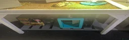 Hermann Tortoise reptiles for sale: Beautiful female tortoise  in Walsall - Advert 3