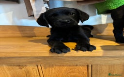 Goldador dogs for sale: GORGEOUS GOLDADORS  - Image 1