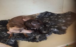 Mixed Breed dogs for sale: Italian greyhound x whippets  - Image 4