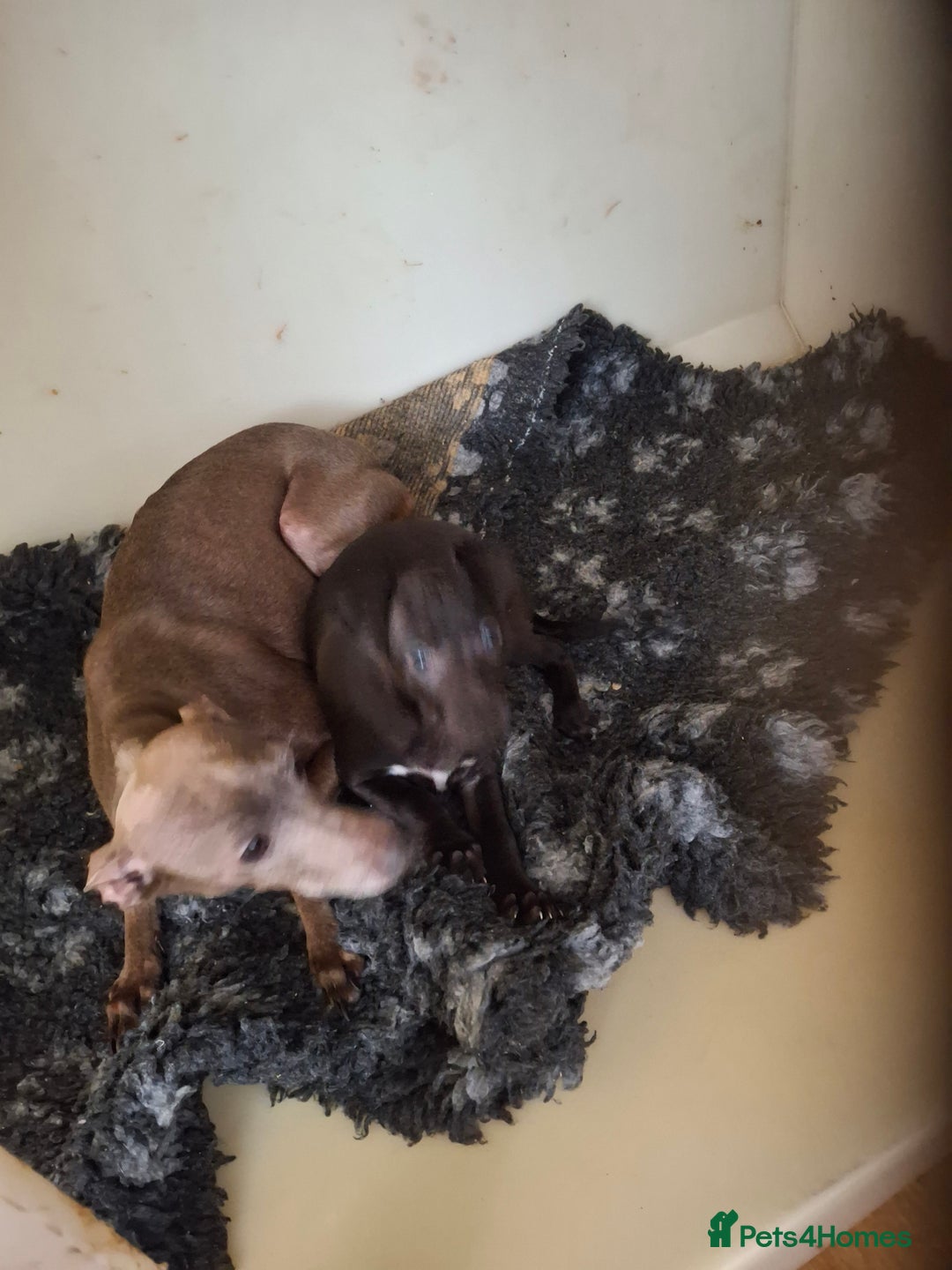 Mixed Breed dogs for sale: Italian greyhound x whippets  - Image 4