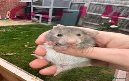 Hamster rodents for sale: Baby syrian hamsters males and females - Image 23