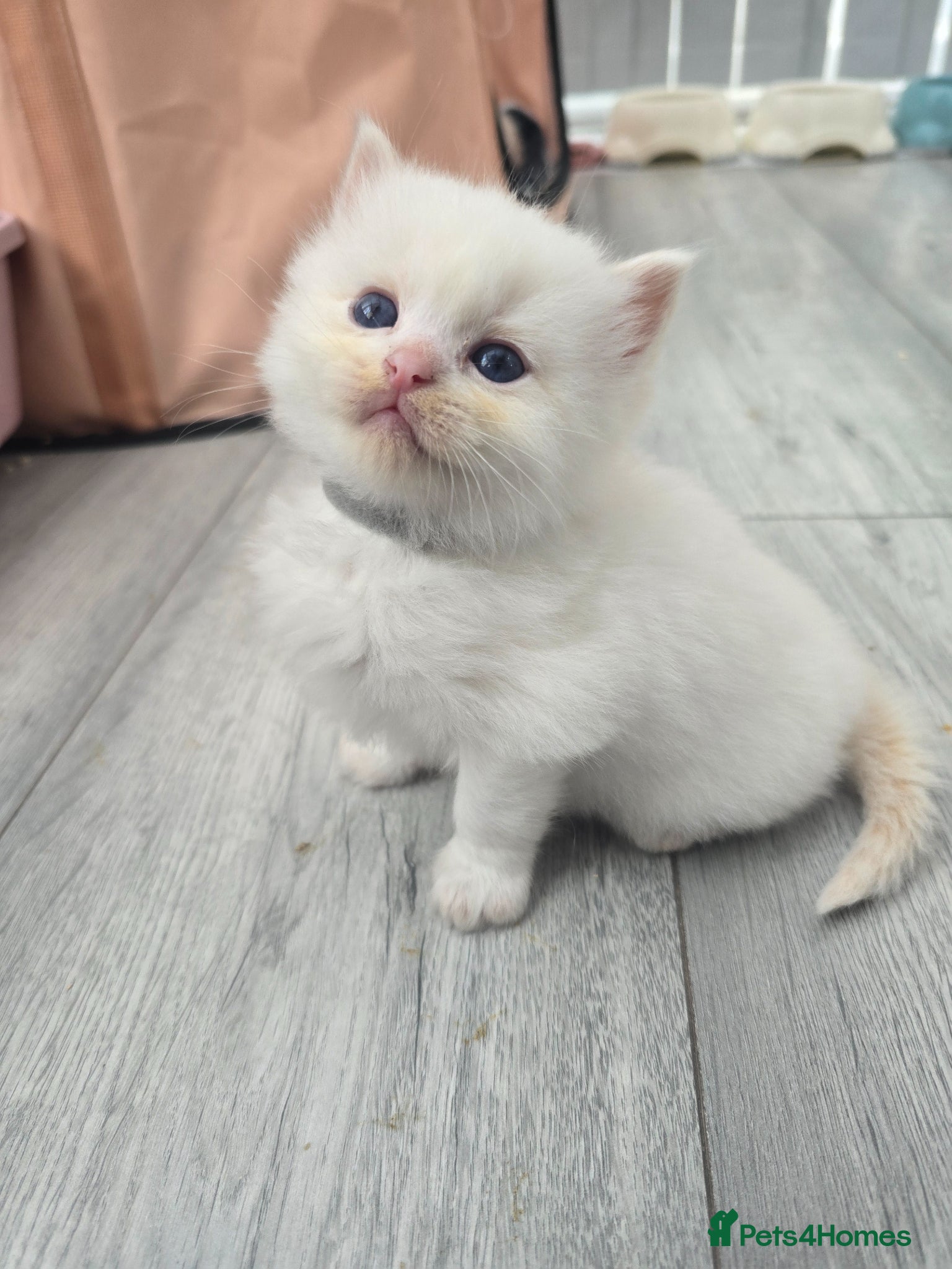 Ragdoll cats Stunning European bloodline kittens - Advert 3