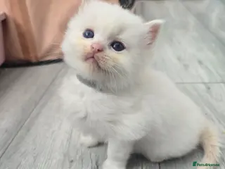 Ragdoll cats Stunning European bloodline kittens - Advert 4