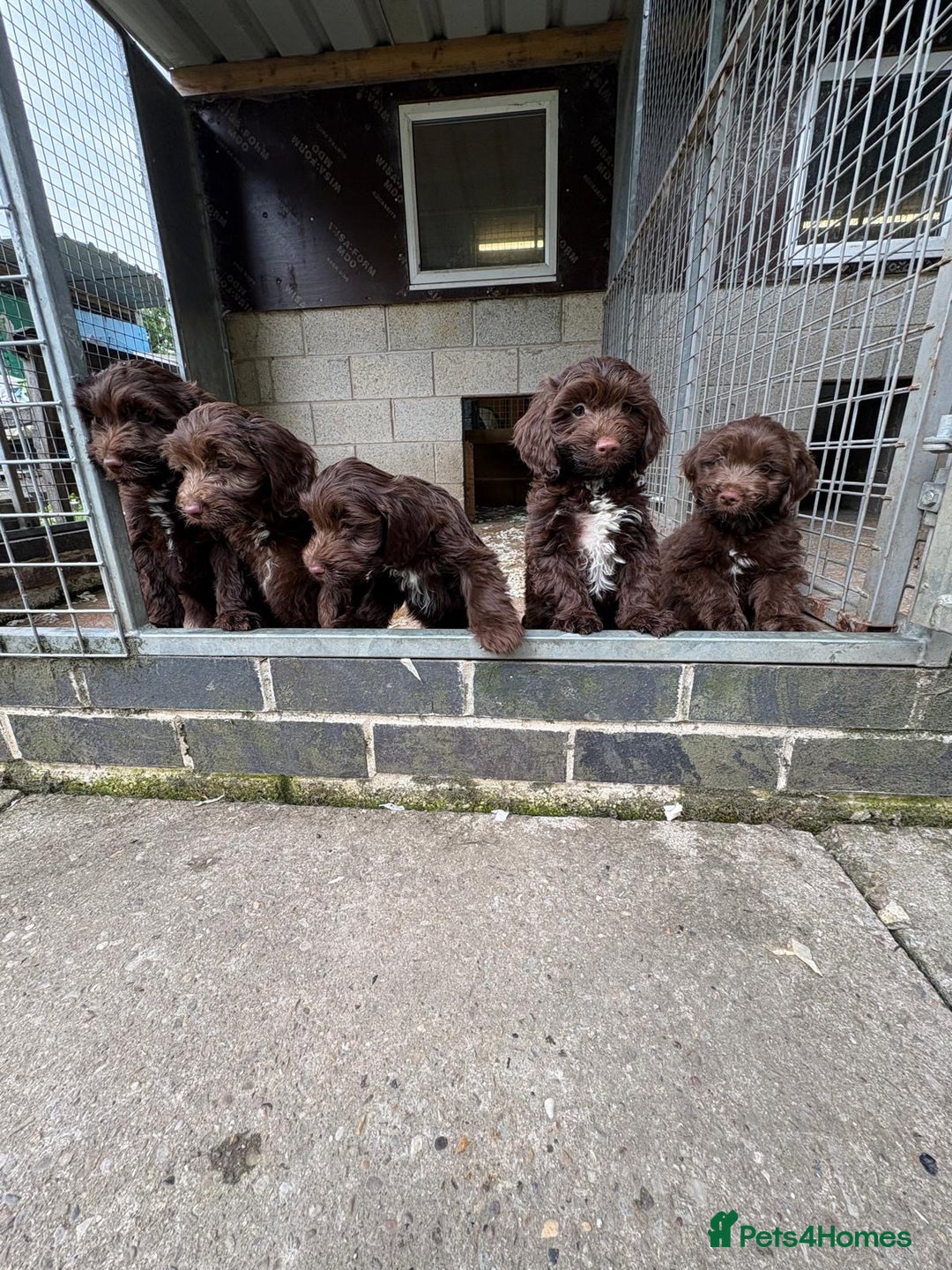 Sproodle dogs for sale: Ready to leave now F1 sproodles - Image 7