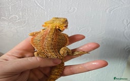 Bearded Dragon reptiles for sale: Variety of bearded dragon babies  - Image 20