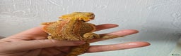 Bearded Dragon reptiles for sale: Variety of bearded dragon babies  - Advert 19