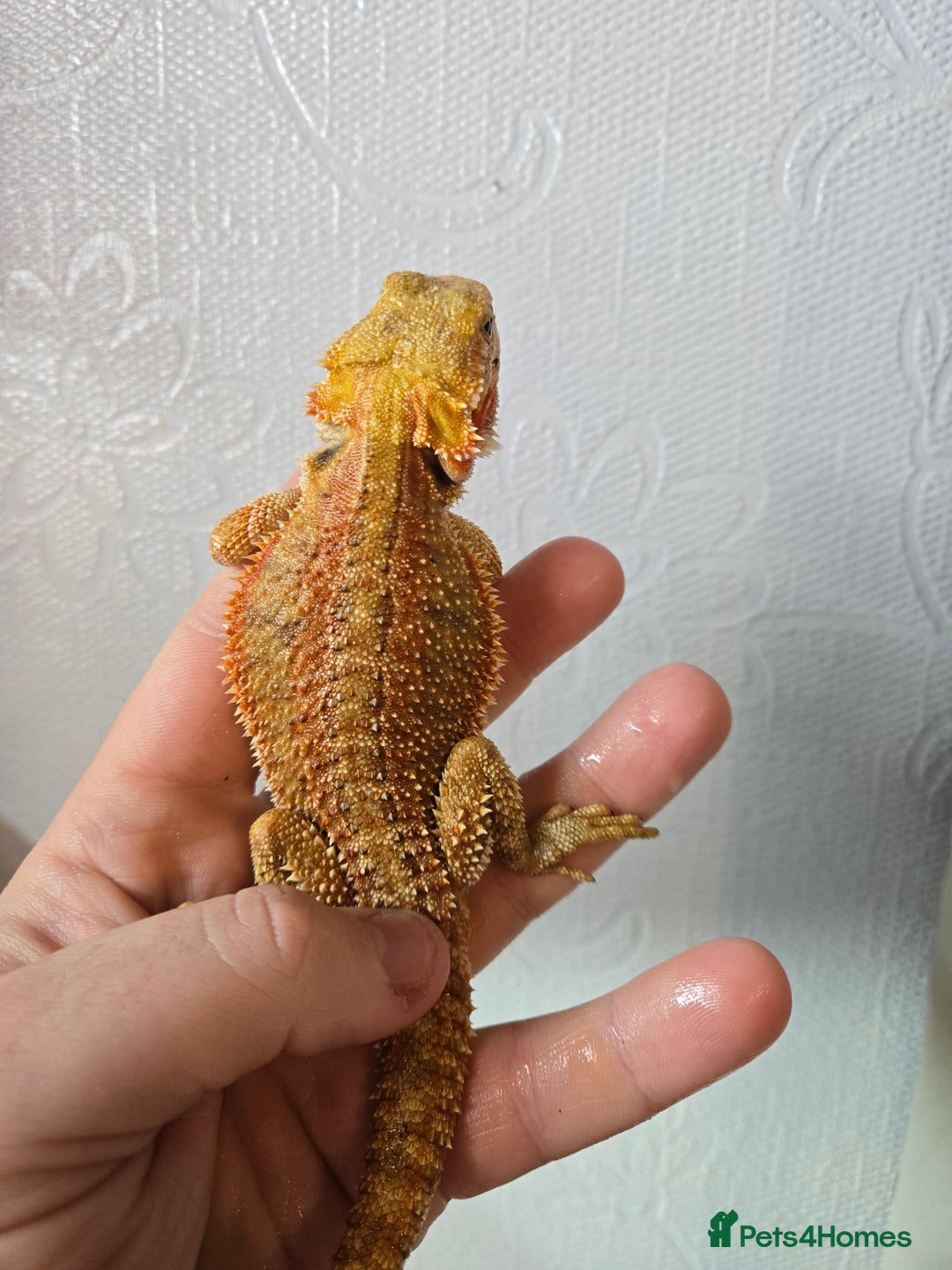 Bearded Dragon reptiles for sale: Variety of bearded dragon babies  - Image 20