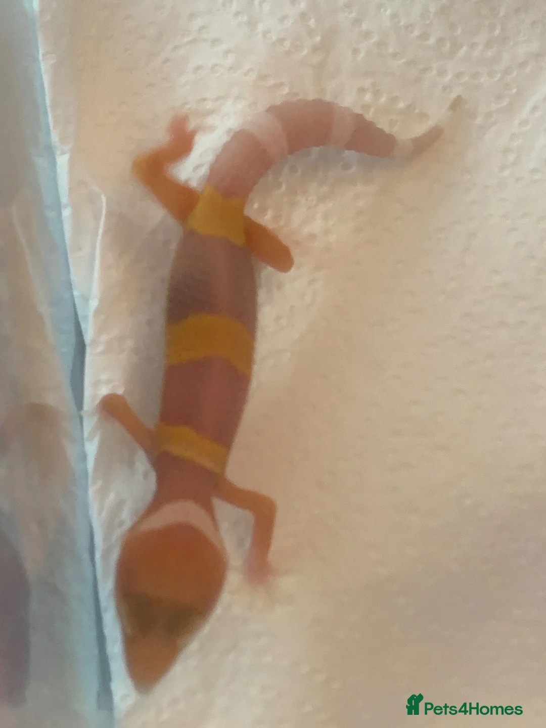Leopard Gecko reptiles for sale: Albino leopard geckos cb26 - Advert 5