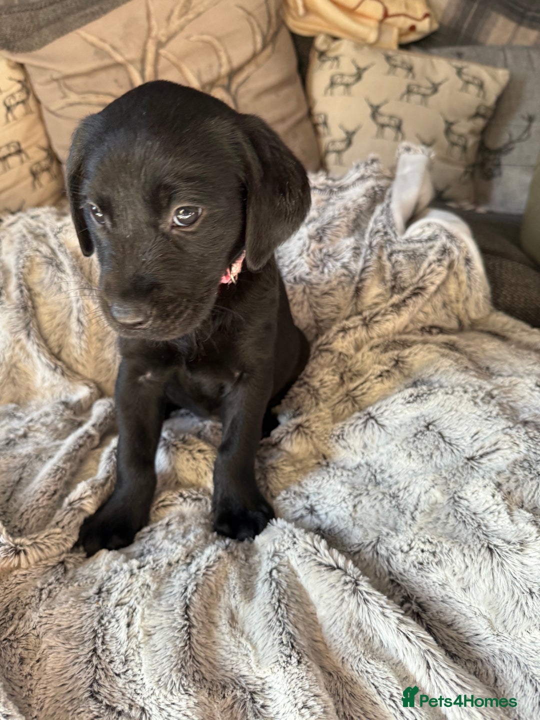 Labrador Retriever dogs for sale: Labrador puppies  - Advert 30