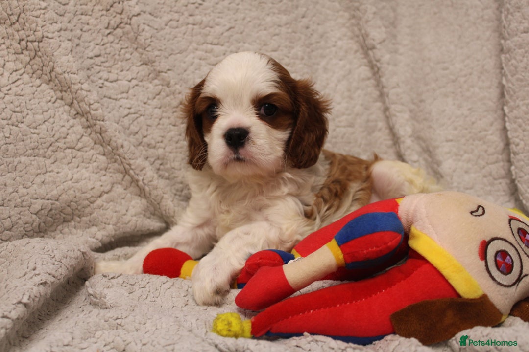 Cavalier King Charles Spaniel dogs for sale: Beautiful Cavalier king charles spaniel puppies - Image 12