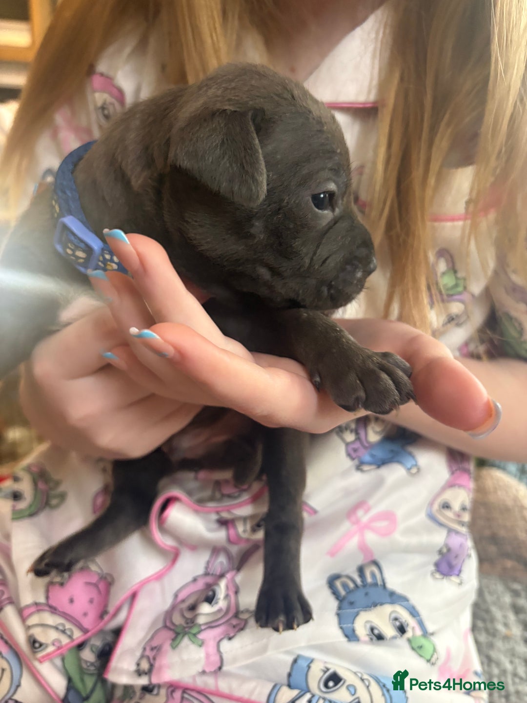 Mixed Breed dogs for sale: Staffy pups - Advert 13