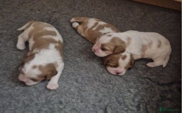 Cavalier King Charles Spaniel dogs for sale: 3 Stunning Cavalier King Charles Pups *DNA CLEAR* - Image 9