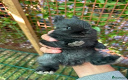Netherland Dwarf rabbits for sale: 2 Beautiful Netherland dwarf pairs £1OO - Image 3