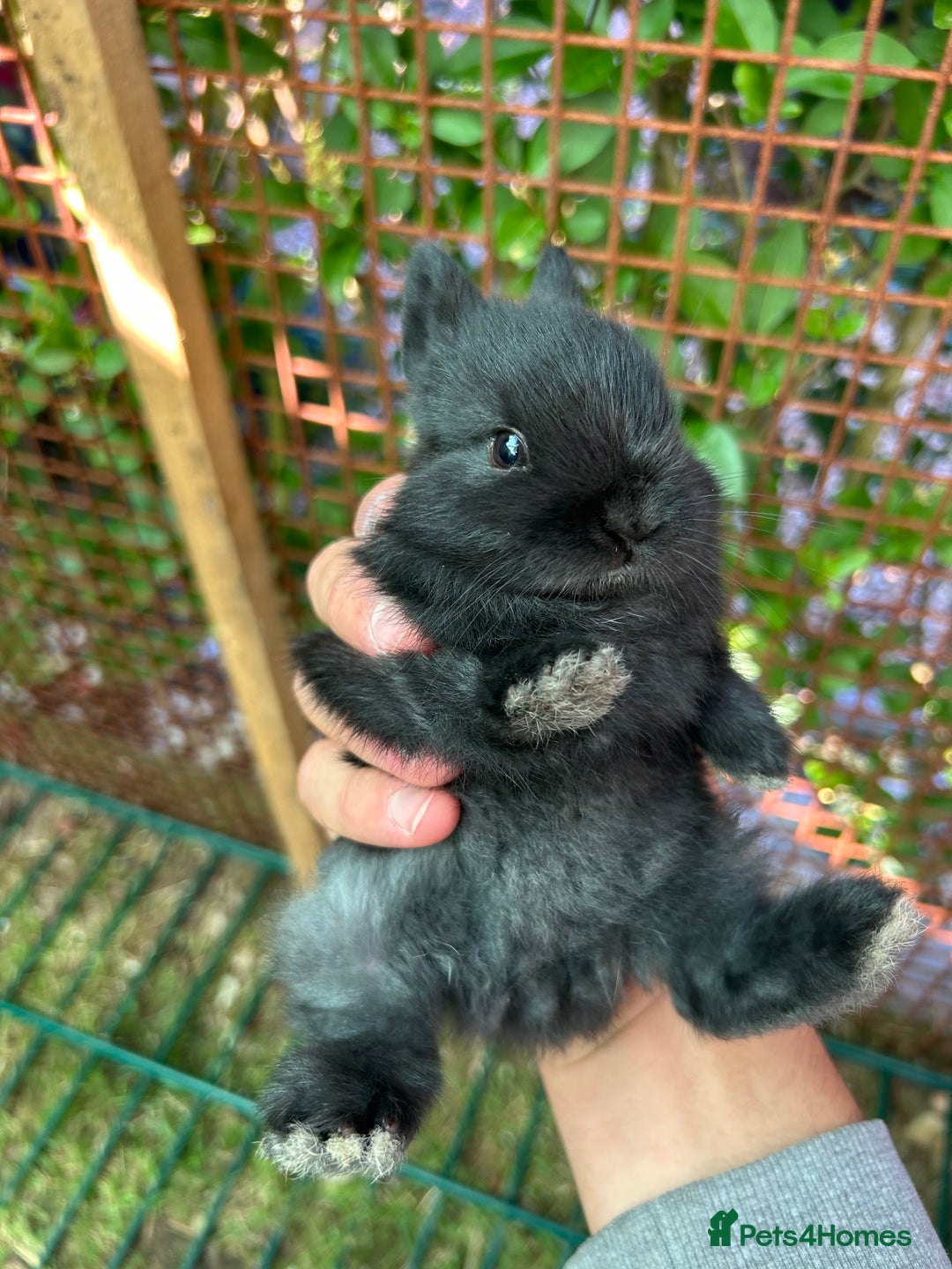 Netherland Dwarf rabbits for sale: 2 Beautiful Netherland dwarf pairs £1OO - Image 3