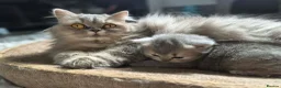 Persian cats for sale: HEALTH TESTED CHINCHILLA PERSIAN BRITISH LONGHAIR - Advert 3