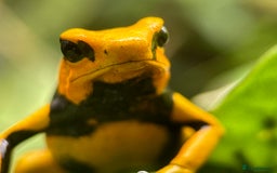 Frog reptiles for sale: Poison arrow frogs - fantastic frogs uk  - Image 20