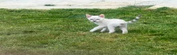 Bengal cats for sale: Bengal tiger kittens  - Advert 21