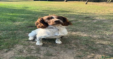 English Springer Spaniel dogs - Advert 5