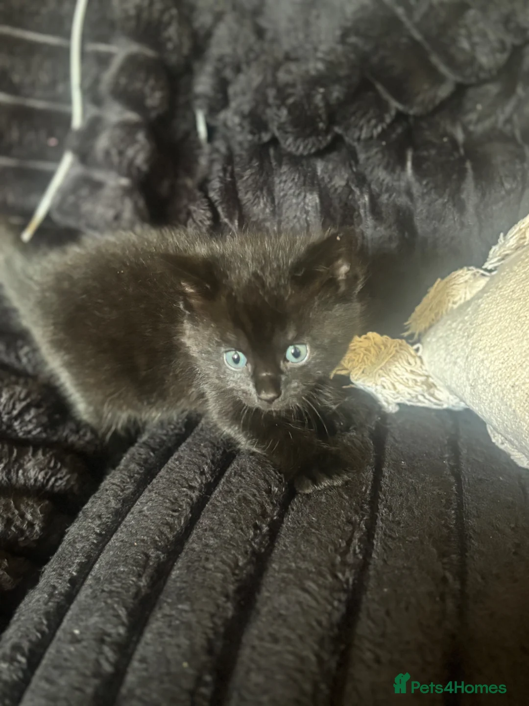 Mixed Breed cats for sale: Beautiful Grey female kitten - Advert 8