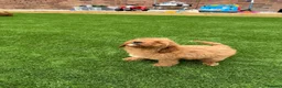 Cavapoo dogs for sale: F1 b Cavapoo  in Doncaster - Advert 6
