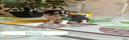 Chihuahua dogs for sale: Chihuahua puppies - Advert 6