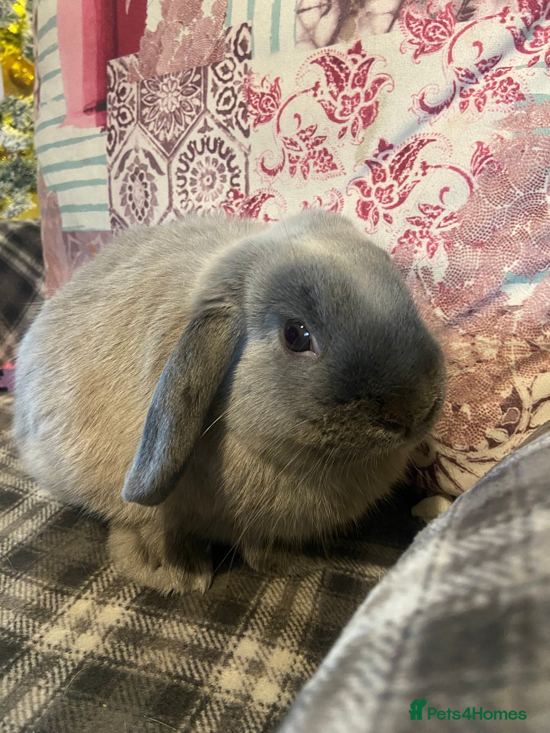 Mini Lop rabbits for sale: Cashmere micro mini lop  - Advert 3