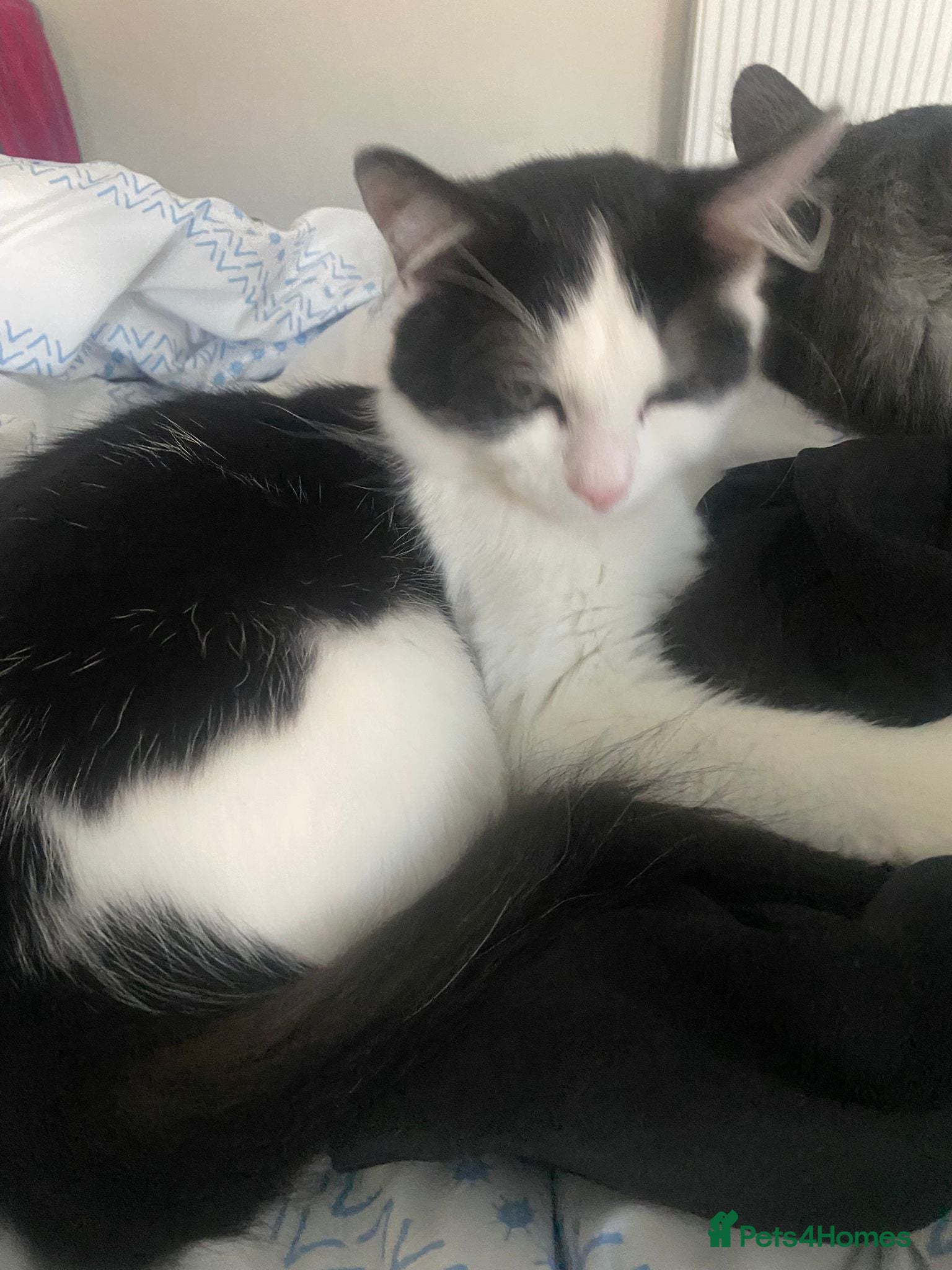 British Shorthair cats Fiona British short hair mixed breed female  - Advert 9