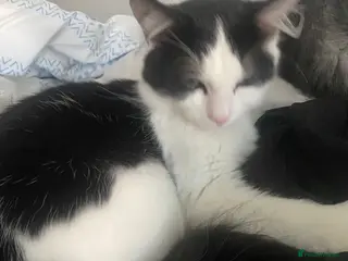 British Shorthair cats Fiona British short hair mixed breed female - Advert 9