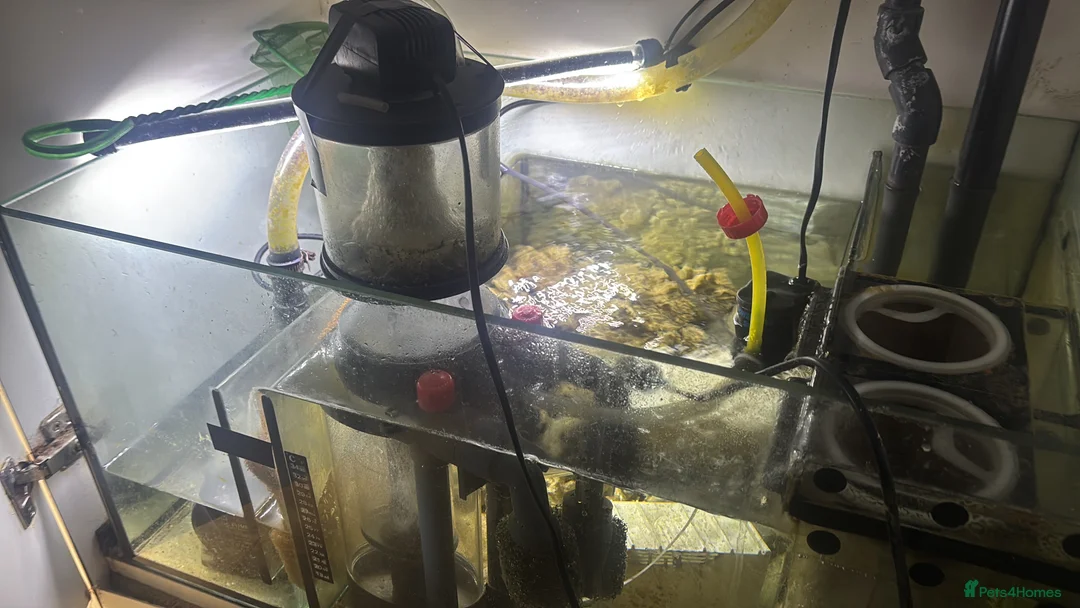 Angelfish fish for sale: Marine fish  - Advert 3