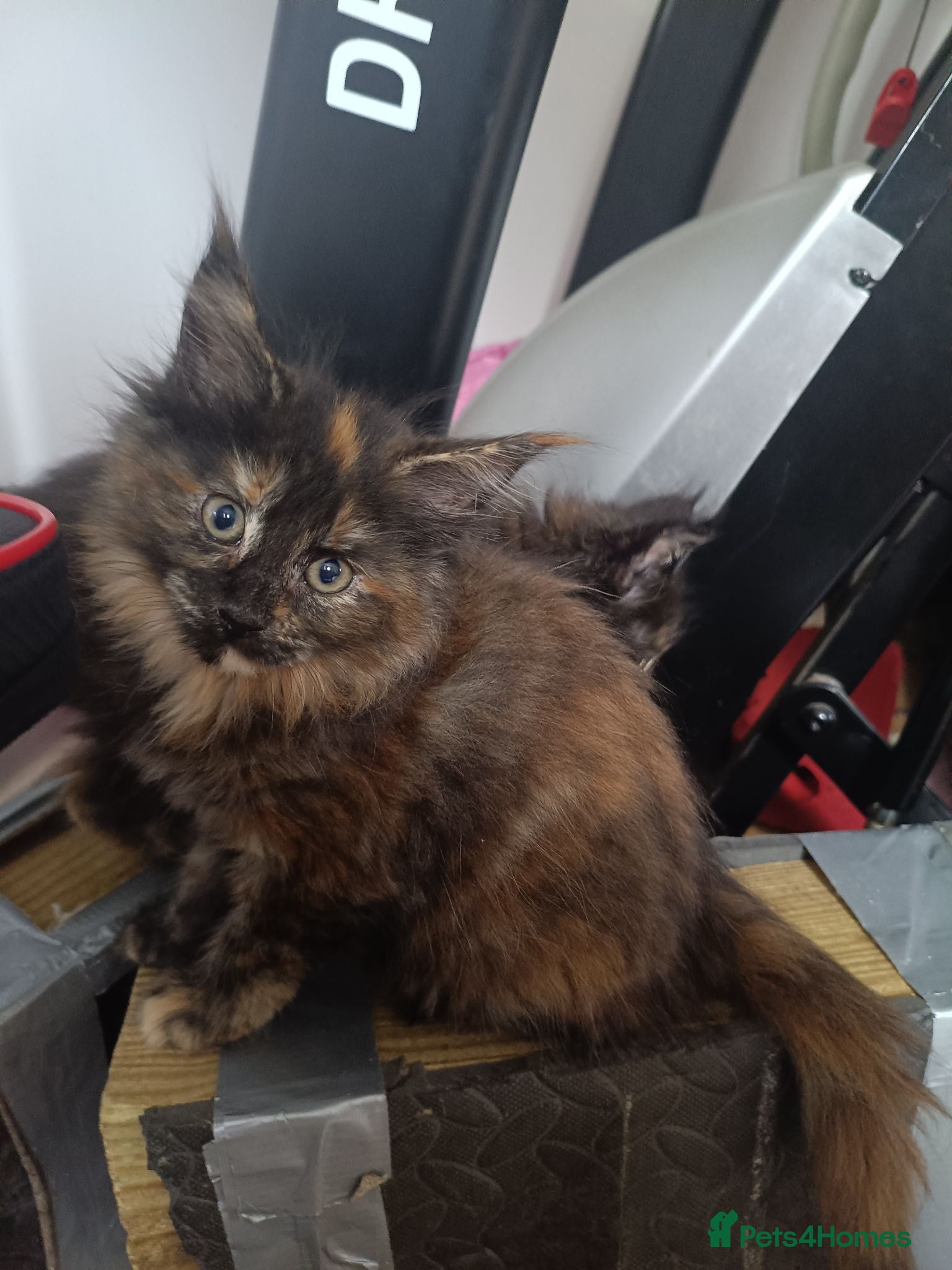 Maine Coon cats BIG Boys and Tortie girls 😍 - Advert 1